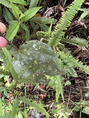 Passiflora lancearia