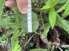 Passiflora lancearia