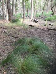 Juncus coriaceus