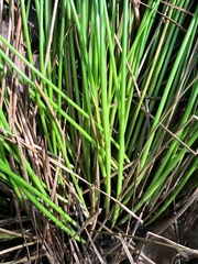 Juncus coriaceus