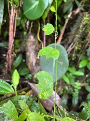 Passiflora lancearia