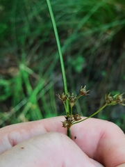 Juncus coriaceus