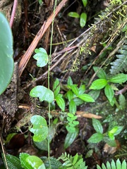 Passiflora lancearia