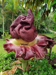 Amorphophallus paeoniifolius