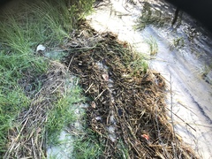 Paspalum vaginatum