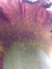 Amorphophallus paeoniifolius