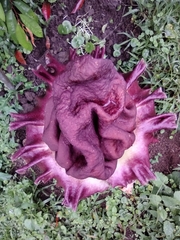 Amorphophallus paeoniifolius