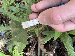 Passiflora lancearia