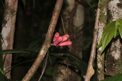 Passiflora amoena