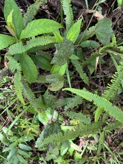 Passiflora lancearia