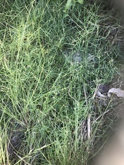 Paspalum vaginatum
