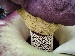 Amorphophallus paeoniifolius