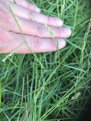 Paspalum vaginatum