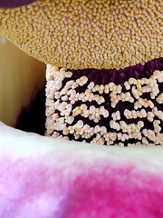 Amorphophallus paeoniifolius