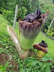 Amorphophallus paeoniifolius