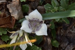 Calochortus elegans nanus
