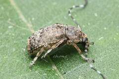 Phloeobius gibbosus