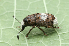 Platystomos sellatus
