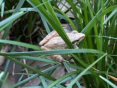 Rana zhenhaiensis