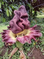 Amorphophallus paeoniifolius