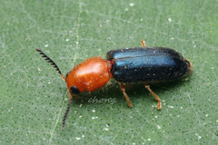 Tenerus