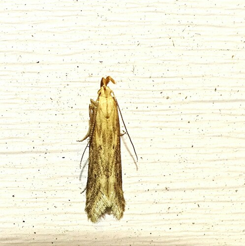 Burdock Seedhead Moth photo 4