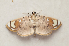 Pycnarmon pantherata