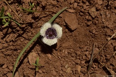 Calochortus elegans nanus