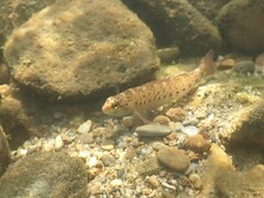 Etheostoma camurum