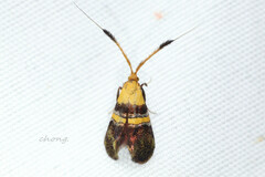 Nemophora paradisea
