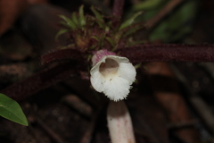 Nautilocalyx pictus