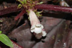 Nautilocalyx pictus