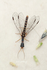 Inocellia aspouckorum