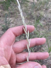 Elymus lanceolatus