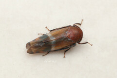 Drabescus