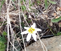 Gagea serotina