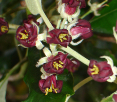 Pittosporum ralphii