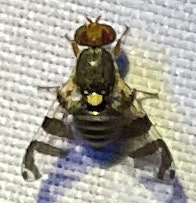 Rhagoletis cingulata