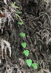 Passiflora menispermifolia