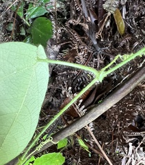 Passiflora menispermifolia