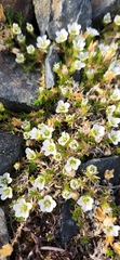 Cherleria arctica