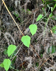 Passiflora menispermifolia