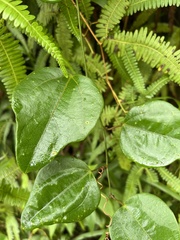 Passiflora auriculata