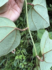 Passiflora auriculata