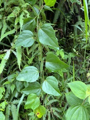 Passiflora auriculata
