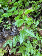 Passiflora capsularis