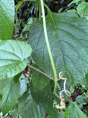 Passiflora capsularis