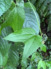 Passiflora capsularis