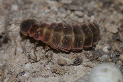 Lampyris