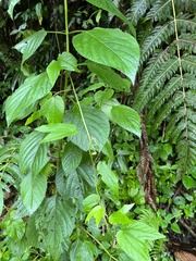 Passiflora capsularis